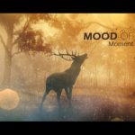 دانلود رایگان پروژه افتر افکت Mood Of Moments Parallax Opener