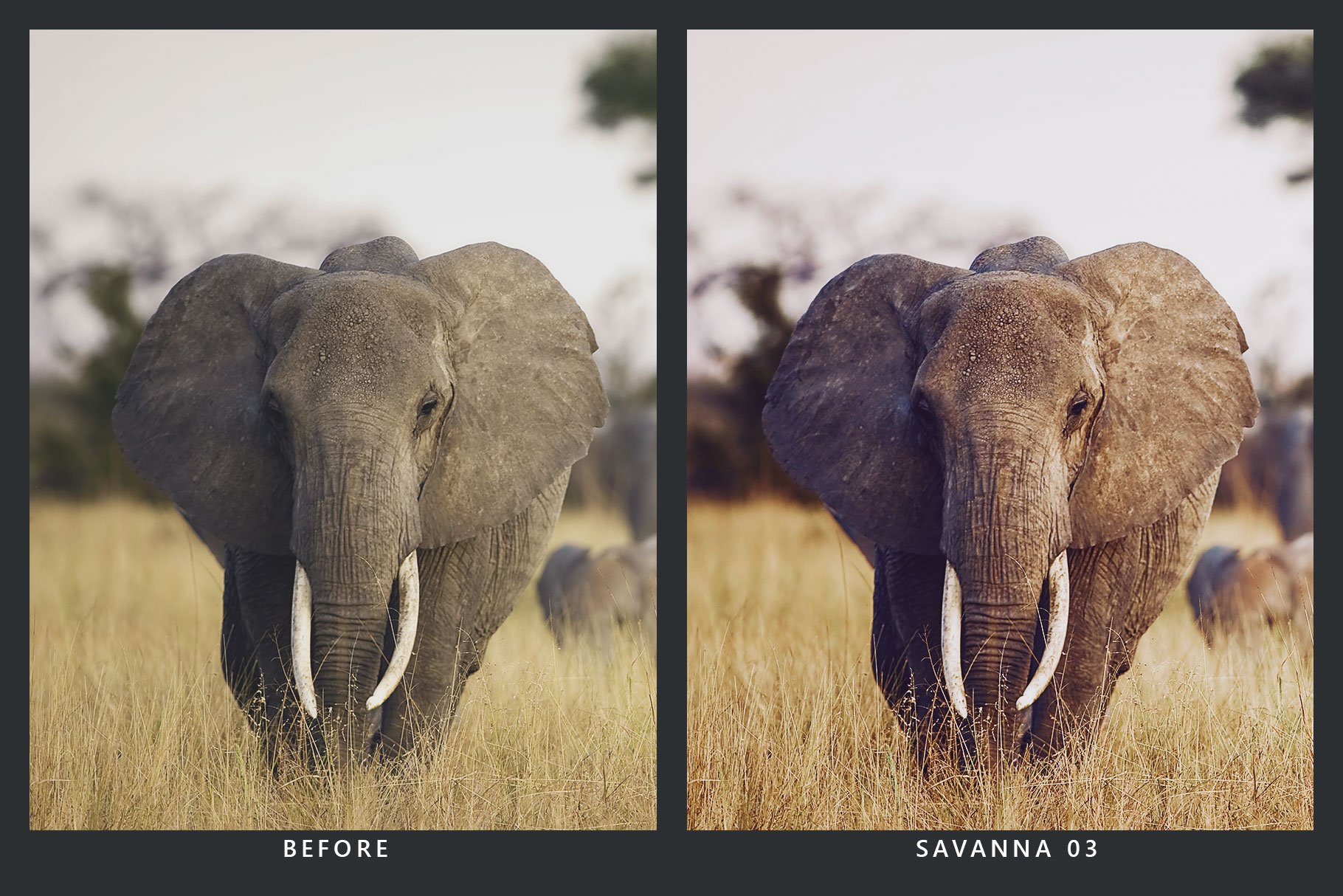دانلود پریست لایت روم Wildlife