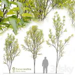 دانلود فایل سه بعدی Prunus serotina