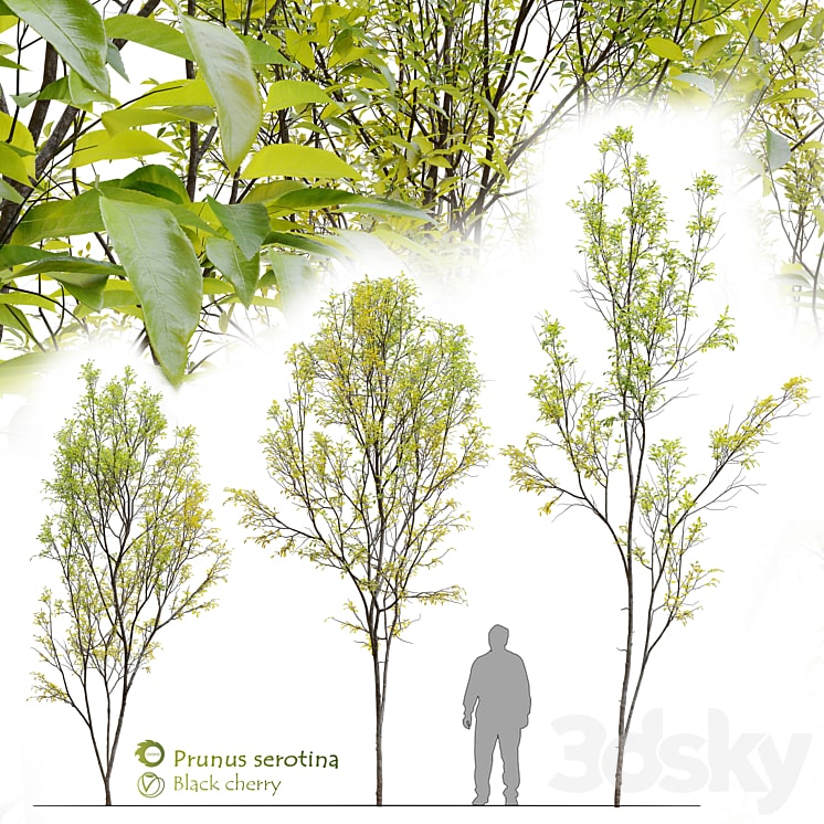 Prunus serotina-min دانلود فایل سه بعدی Prunus serotina